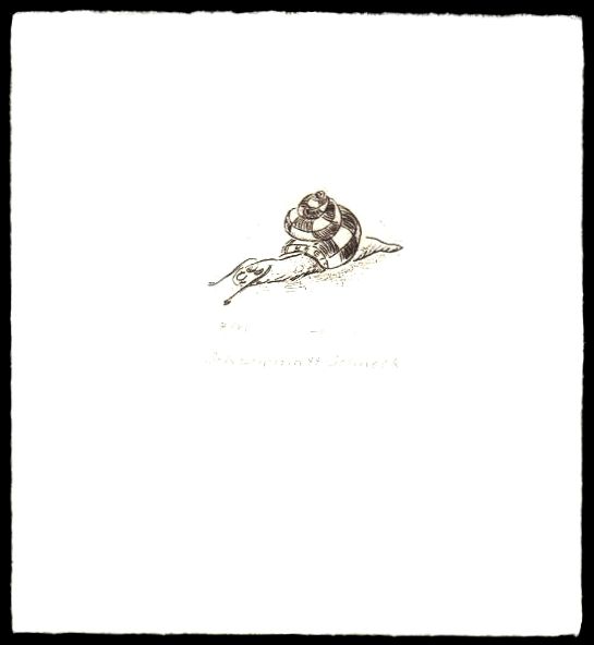 Schachmattschneck -  zur&uuml;ck zur &Uuml;bersicht hier klicken