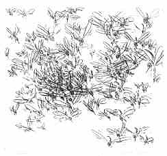 Cartoon Grafik Titel: Ein Sommernachtstraum  -  zum vergr&ouml;&szlig;ern auf die Grafik klicken